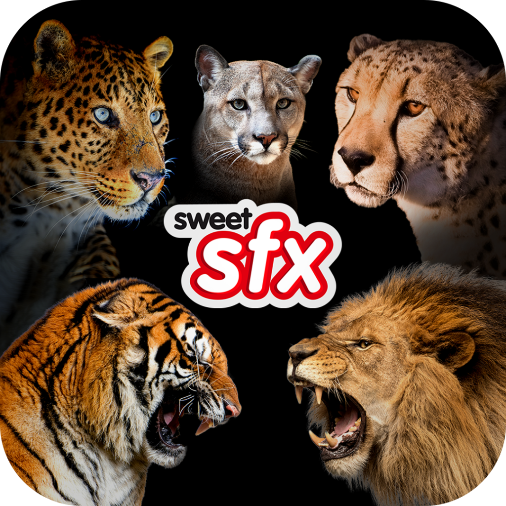 Big Cats - Sound Effects Library - Sweet SFX