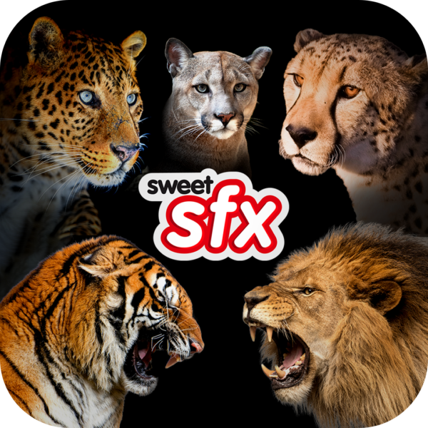 Big Cats